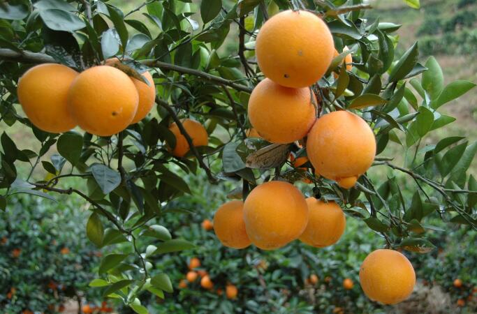 香港马王749494八蓝月亮